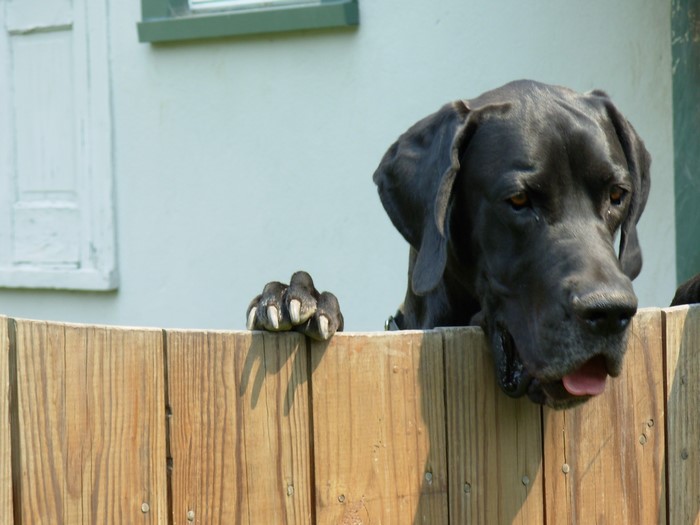 Black Great Dane peeking over a wooden fence