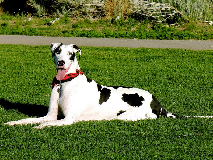 Harlequin Great Dane lying on grass