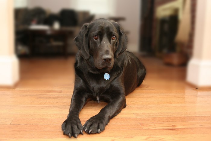 Black Labrador Retriever dog lying on wooden floor