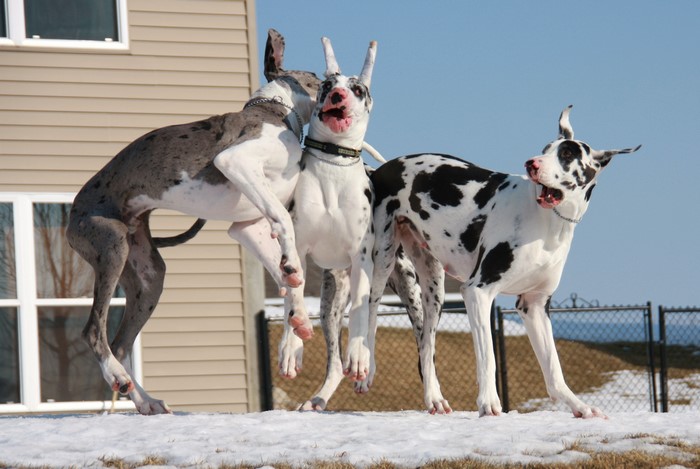 Three Great Danes playing in the snow