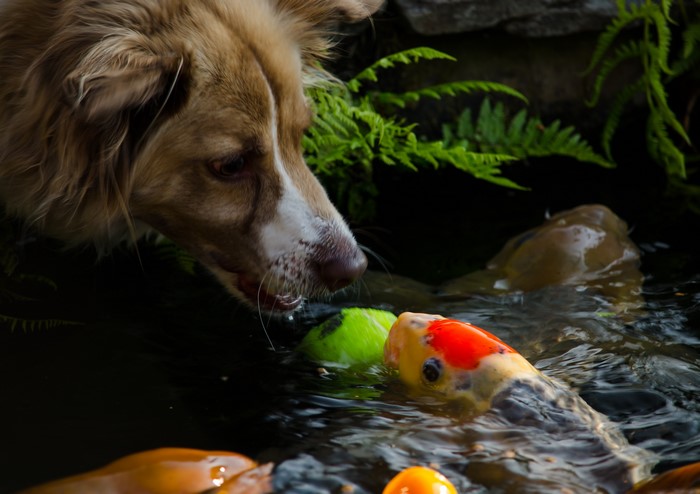 Dog and Koi fish in a pond