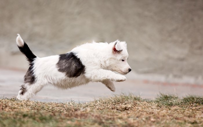 Black and white Border Collie puppy jumping