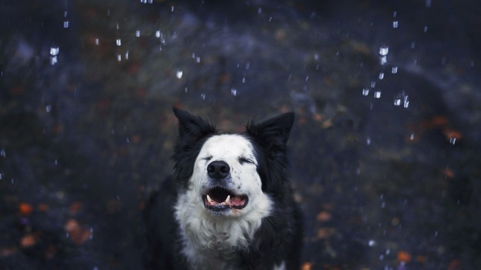 Border Collie dog in the rain