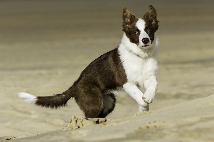 Brown and white Border Collie dog running on sand