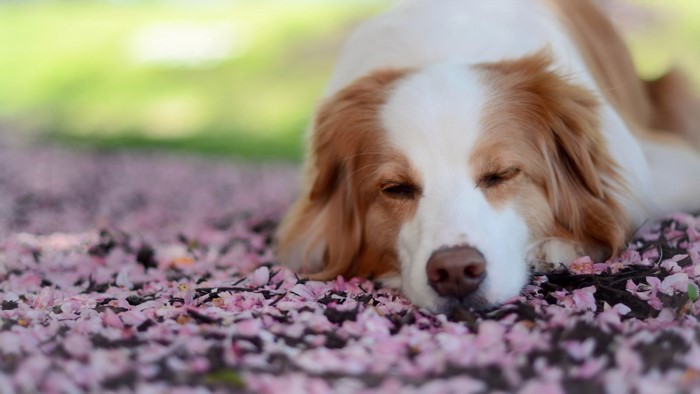 Dog sleeping on pink flower petals