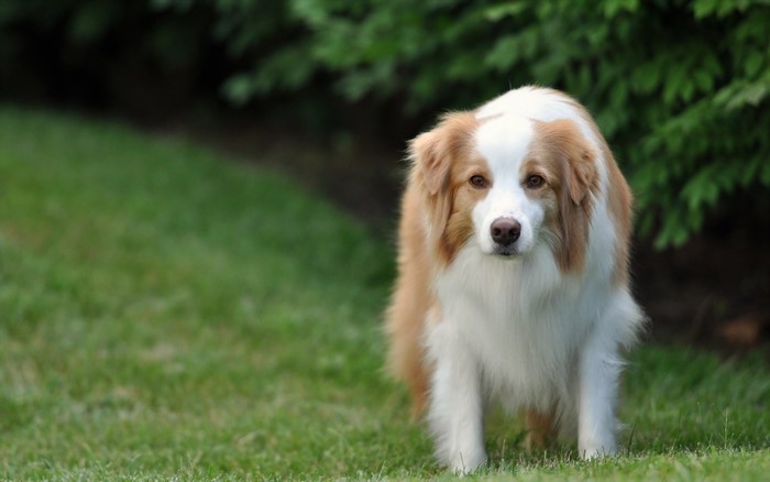 A Border Collie dog on grass