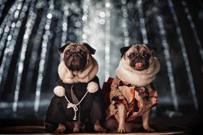 Two Pugs in Traditional Japanese Kimonos