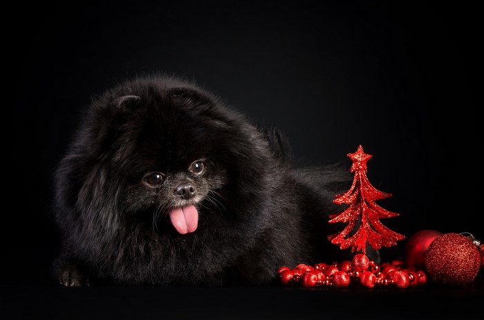 Black Pomeranian dog with Christmas decorations