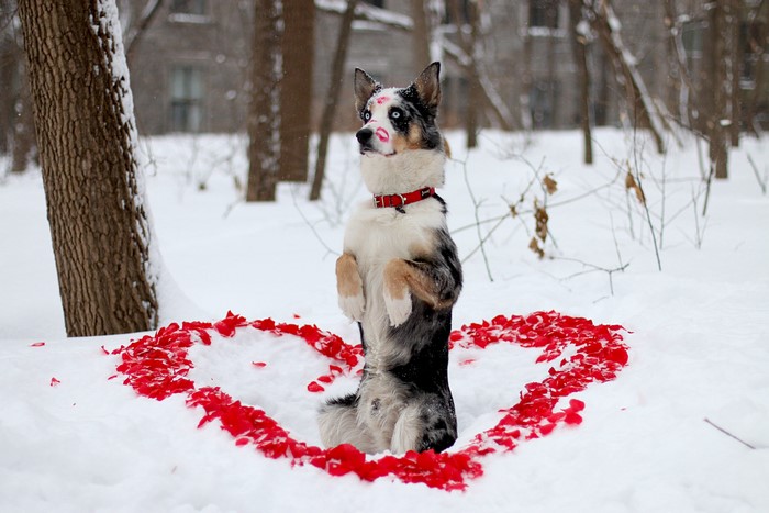 Dog with lipstick kisses in a heart of rose petals in snow
