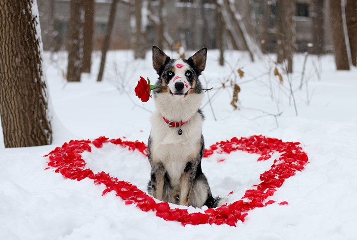 Border Collie with Rose and Lipstick Kiss Marks in Snow