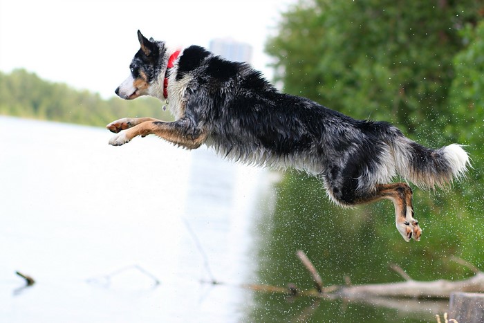 Border Collie dog jumping into a lake