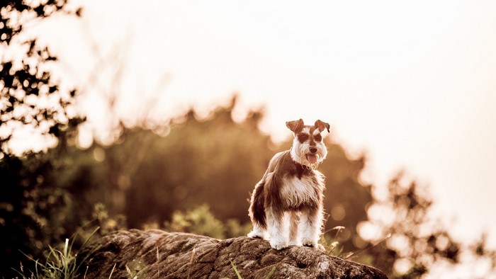 Miniature Schnauzer dog sitting on a rock