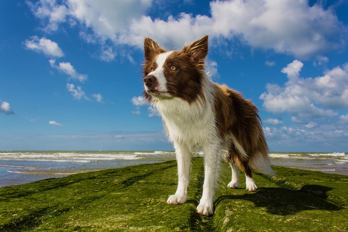 Brown and white Border Collie dog on mossy rocks by the sea