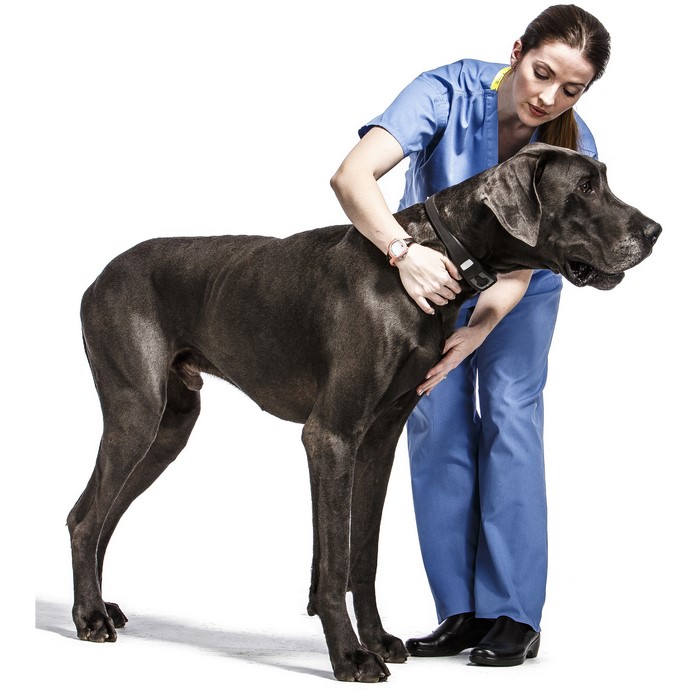Woman in blue scrubs with a Great Dane dog