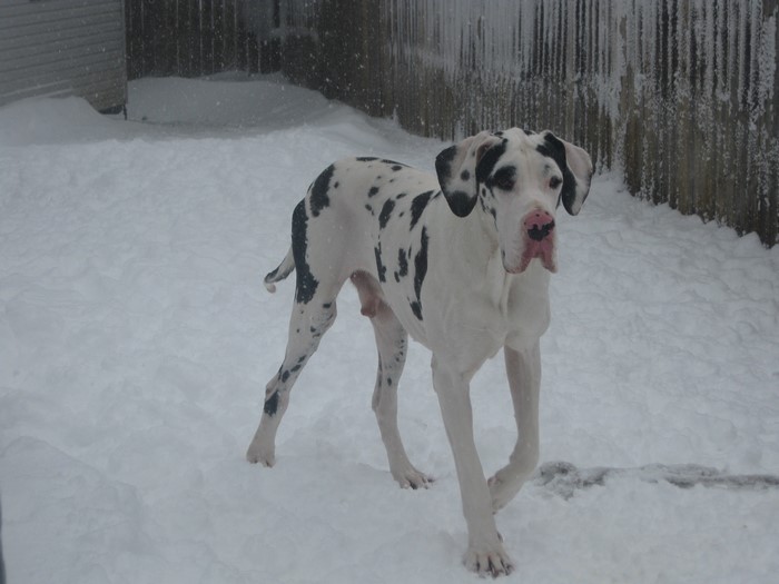 Harlequin Great Dane in the Snow
