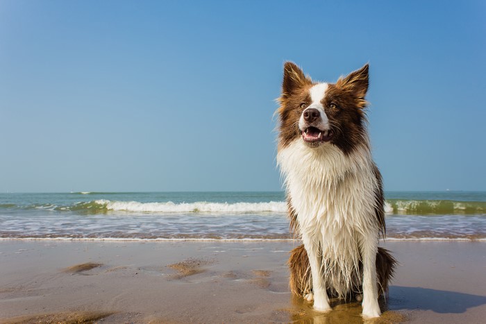 Border Collie Dog on a Beach