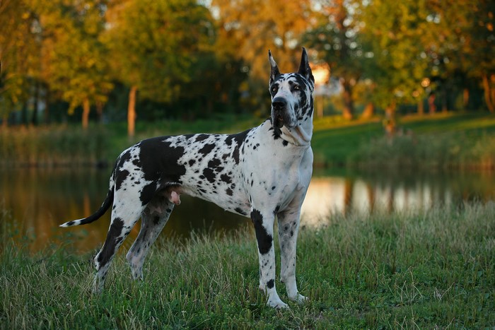Harlequin Great Dane by a pond in autumn