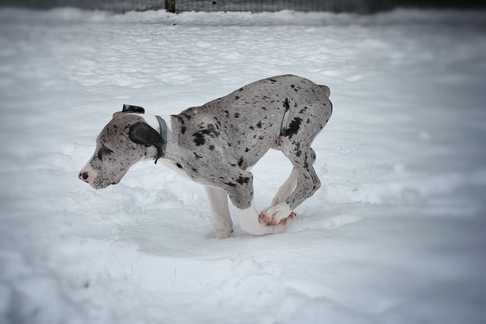 Great Dane Puppy Playing in Snow
