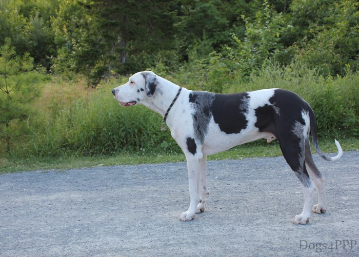 Great Dane Dog
