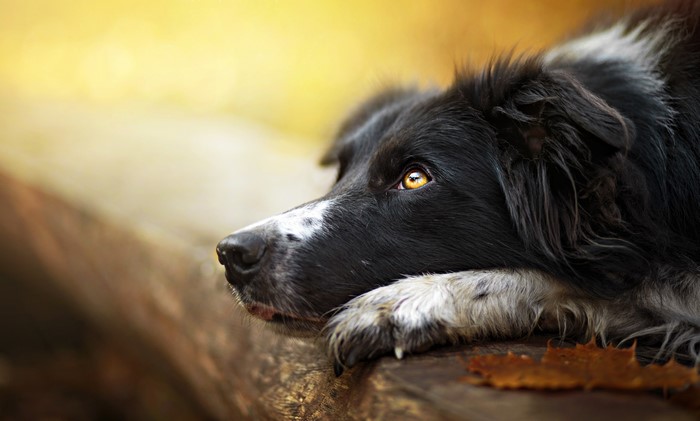 Border Collie dog resting its head on a log