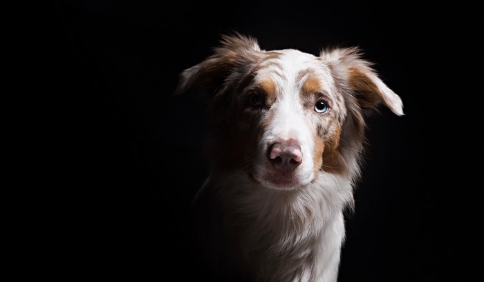 Australian Shepherd dog with blue eyes looking forward
