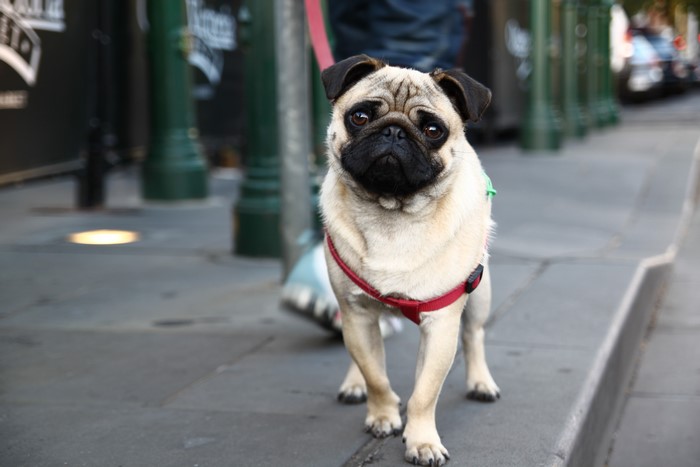 Pug on a leash