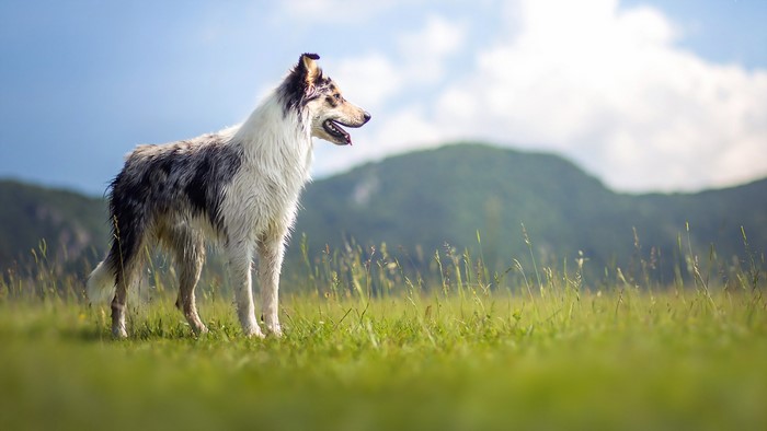 A Border Collie stands in a grassy field with mountains in the background.