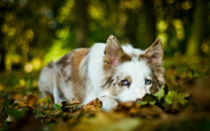 Merle Border Collie dog lying in autumn foliage