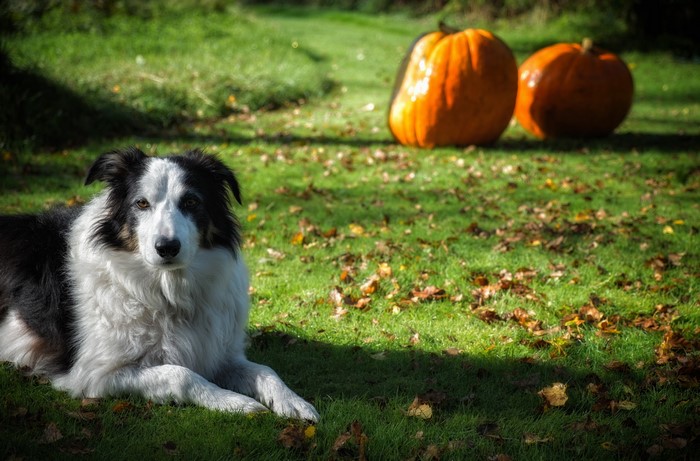 Border Collie dog with pumpkins on grass