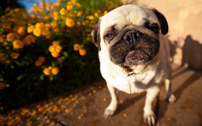 A pug dog sits near yellow flowers