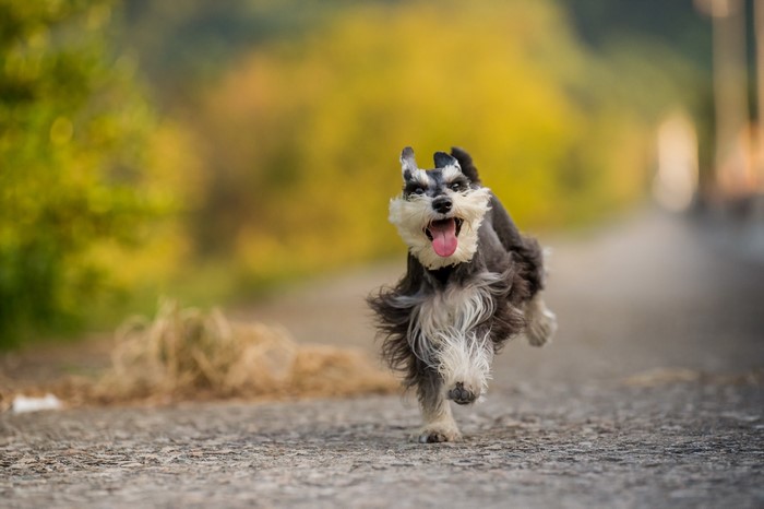 Miniature Schnauzer running on asphalt path
