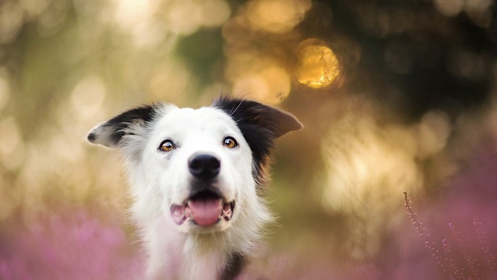 Border Collie dog looking up in a field of flowers