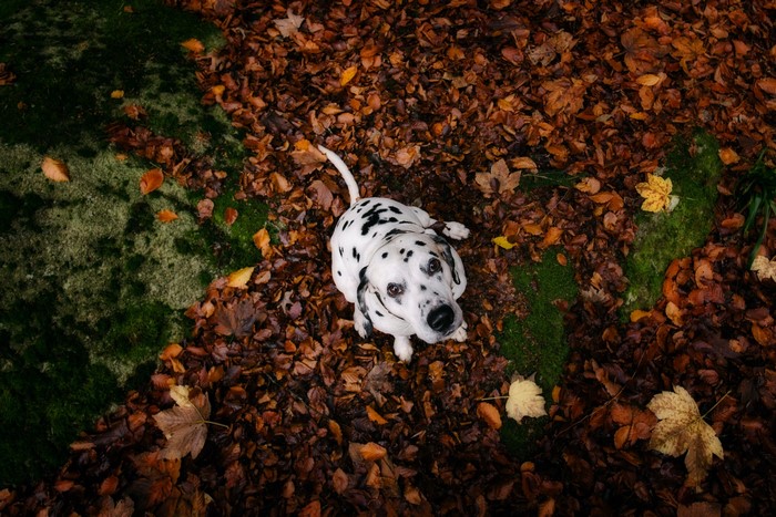 Dalmatian dog sitting on autumn leaves