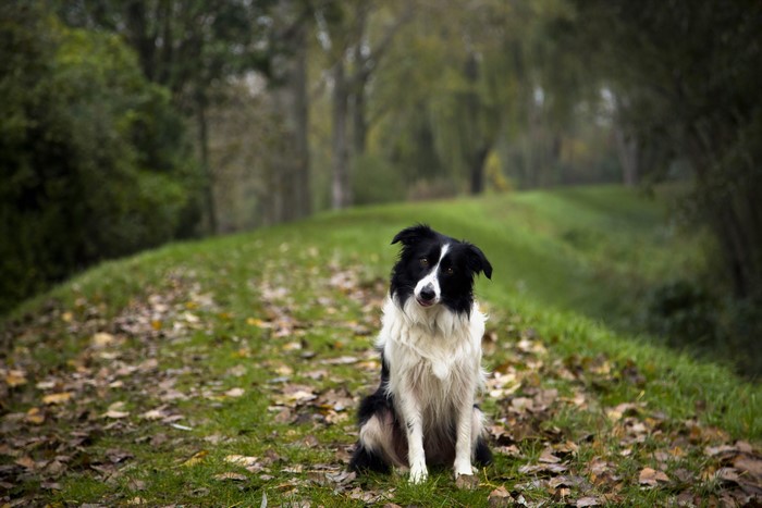 Border Collie sitting on a path in autumn