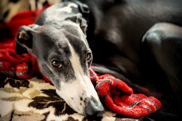 Close-up of a Greyhound dog lying down