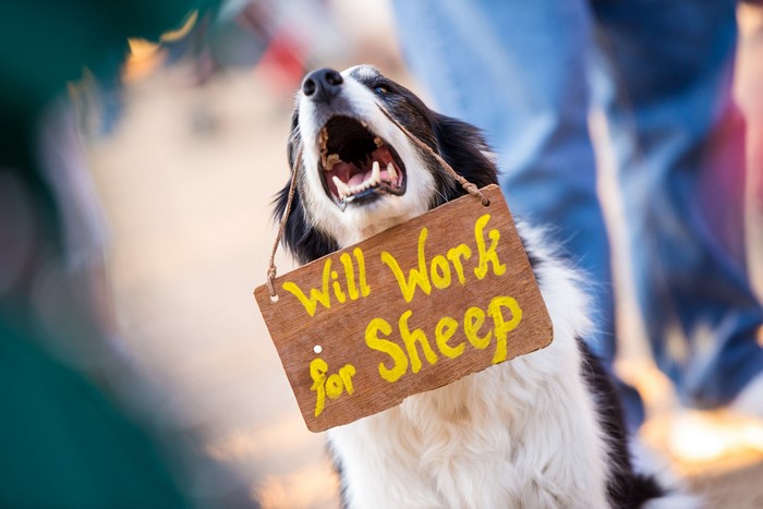 Border Collie dog with sign 'Will Work for Sheep'