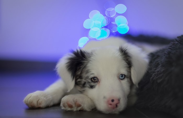 Border Collie puppy with blue bokeh lights