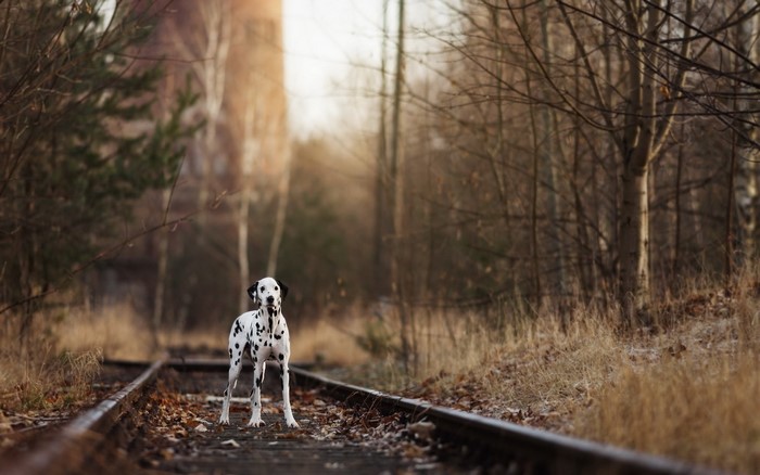 Dalmatian dog on abandoned railroad tracks in forest