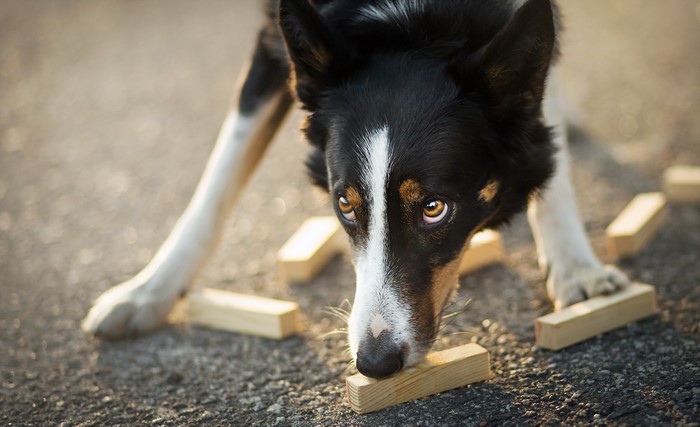 Border Collie dog sniffing wooden blocks on asphalt