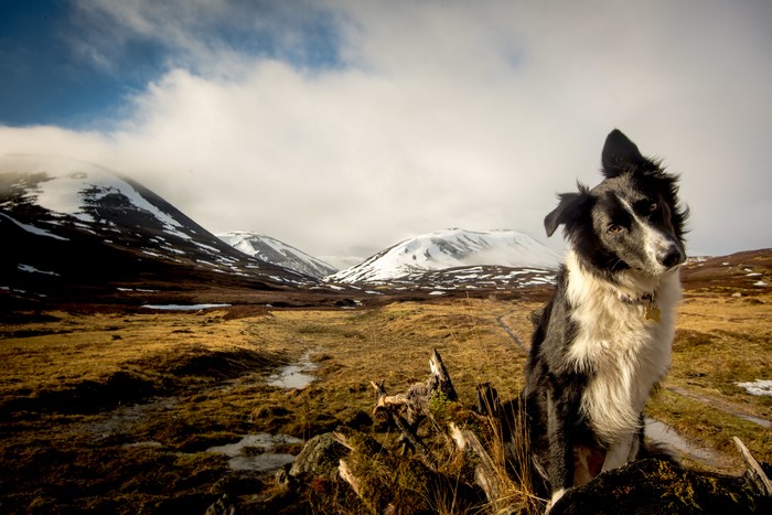 Border Collie dog in snowy mountains