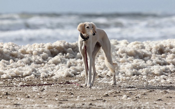 A Saluki dog stands on a beach with sea foam