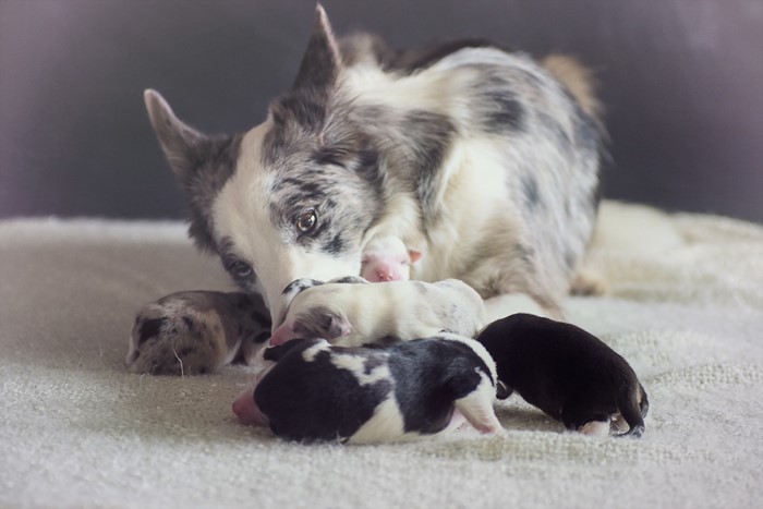 Mother Border Collie with Newborn Puppies