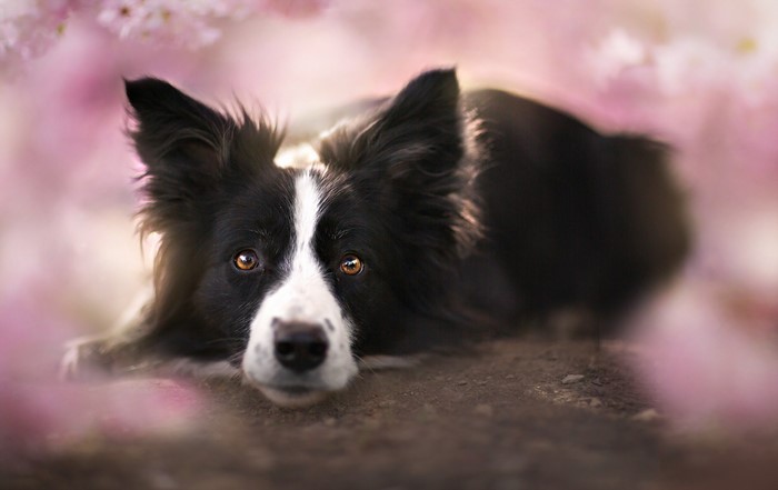 Border Collie dog lying down with pink flowers
