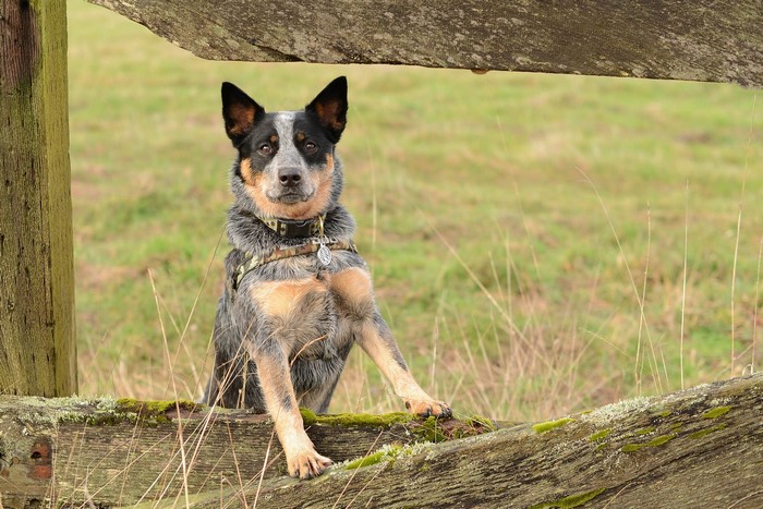 Australian Cattle Dog sitting by a wooden fence