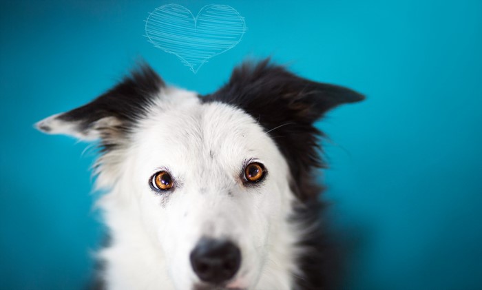 Border Collie dog with a drawn heart above its head