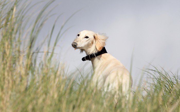 A cream-colored sighthound dog in tall grass