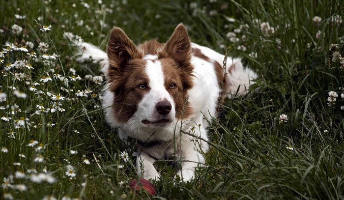 Brown and white Border Collie lying in grass with flowers