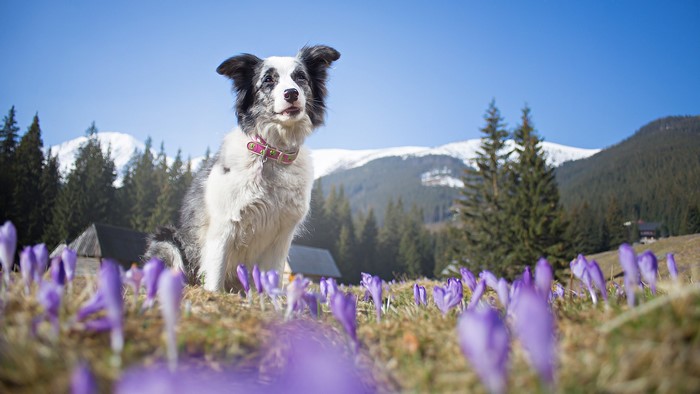 Border Collie dog sitting in a field of crocuses with mountains in the background