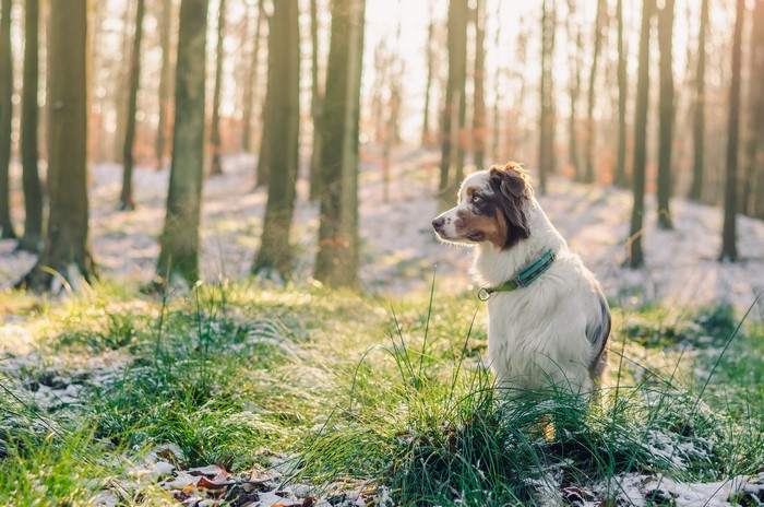 A dog sits in a snowy forest during sunrise
