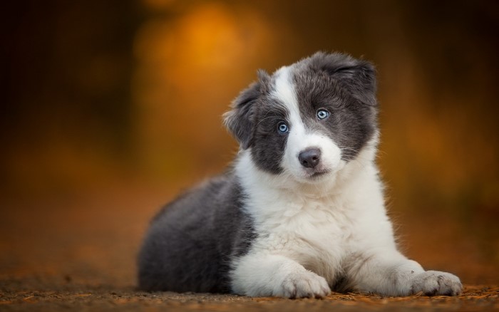 Border Collie Puppy with Blue Eyes